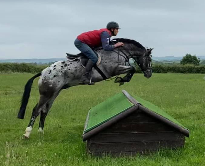 Centaur Appaloosa Stud